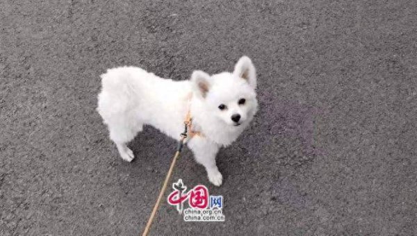 高铁“爱宠行”正式上新，让出行更有温度