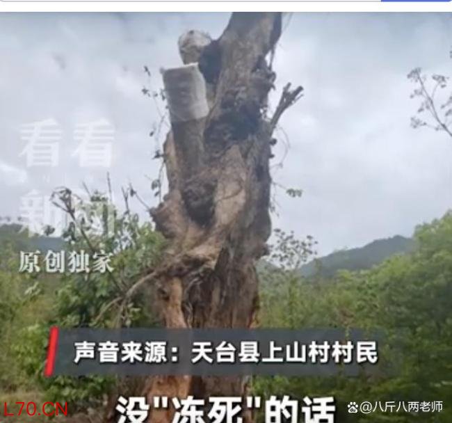 古树被毁上级部门一问三不知 六百年记忆何以至此
