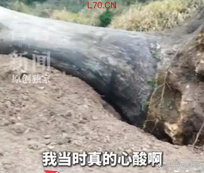 古树被毁上级部门一问三不知 六百年记忆何以至此