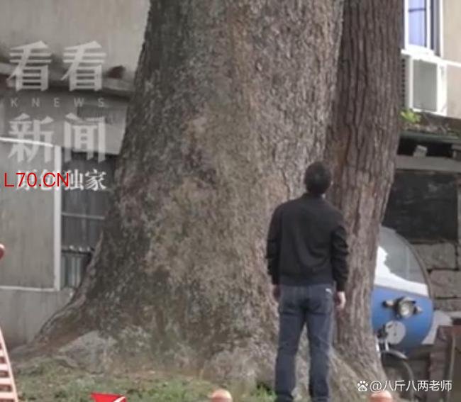 古树被毁上级部门一问三不知 六百年记忆何以至此