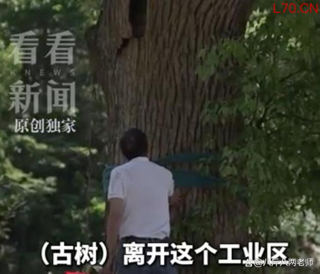 古树被毁上级部门一问三不知 六百年记忆何以至此