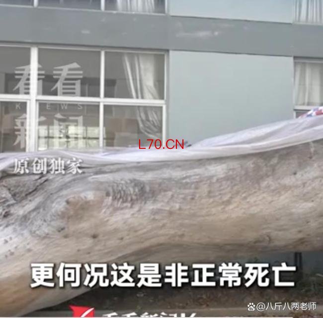 古树被毁上级部门一问三不知 六百年记忆何以至此