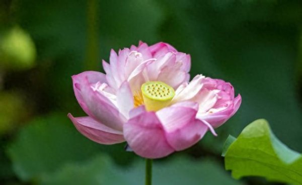 嫌弃相亲女32岁, 一顿饭后, 我方反倒自卑
